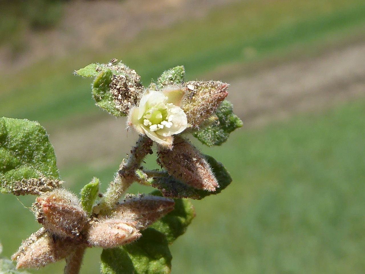 Glinus lotoides flower