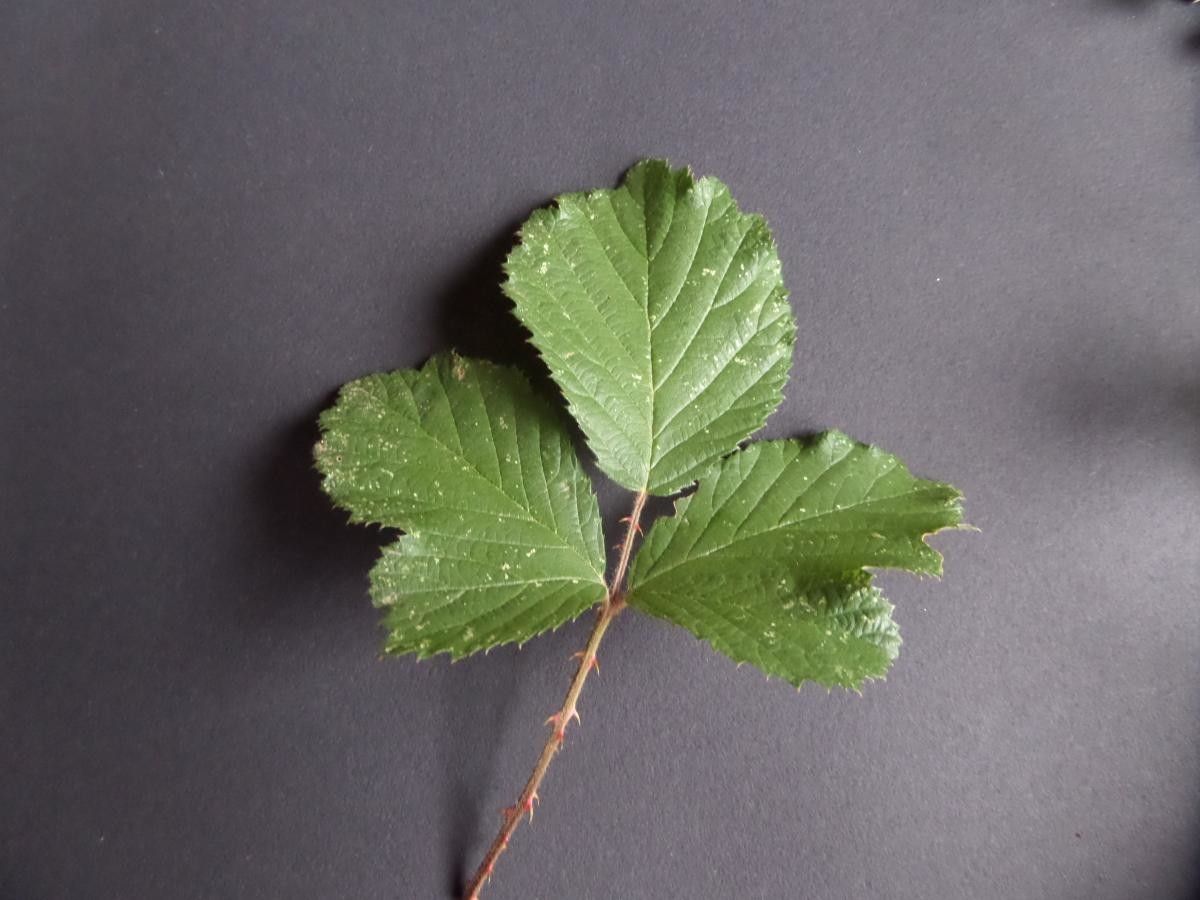 Rubus propinquus leaf