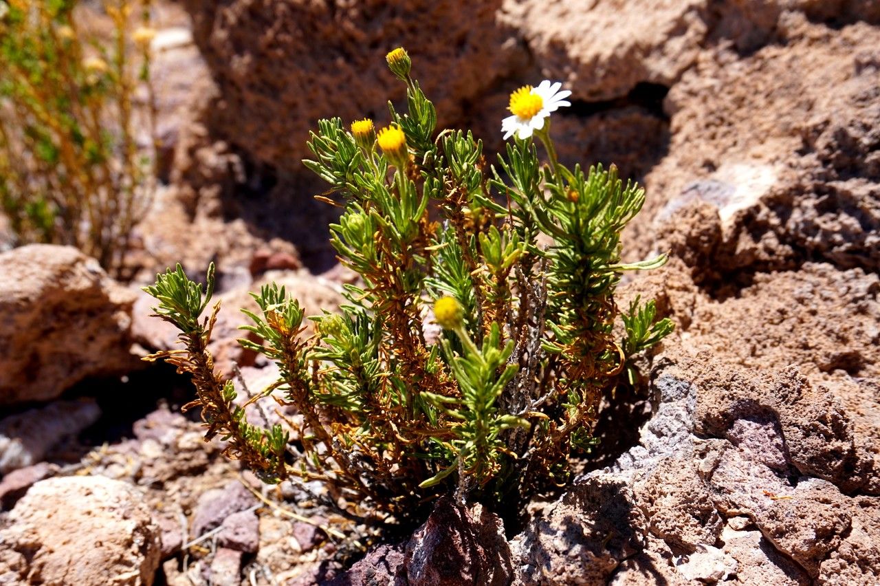 Diplostephium meyenii habit