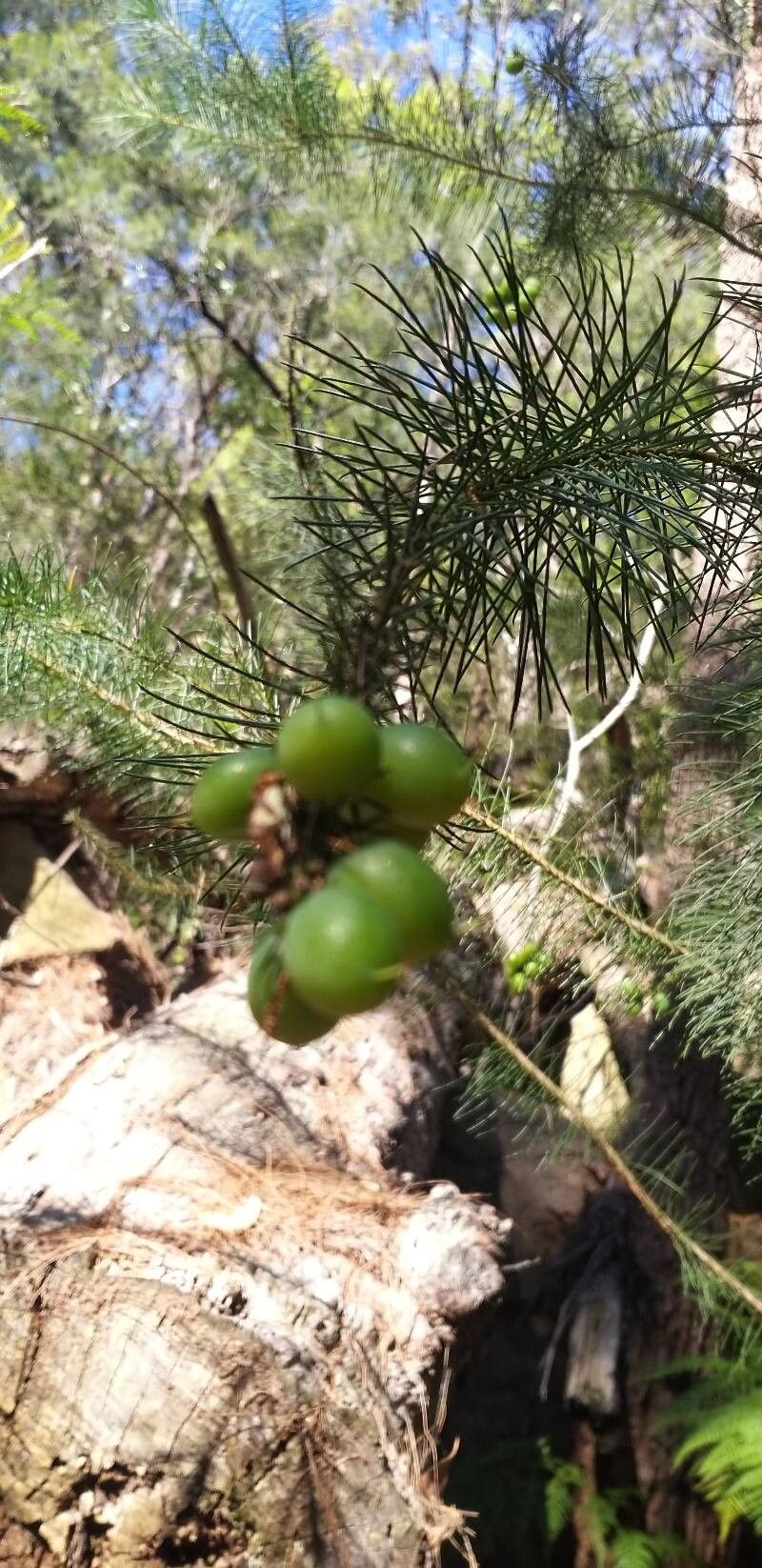 Persoonia pinifolia leaf