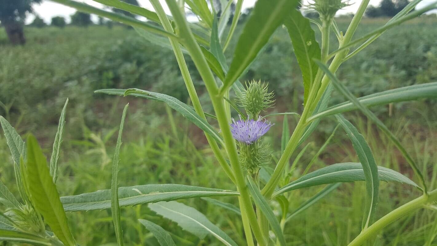 Vernonia galamensis flower
