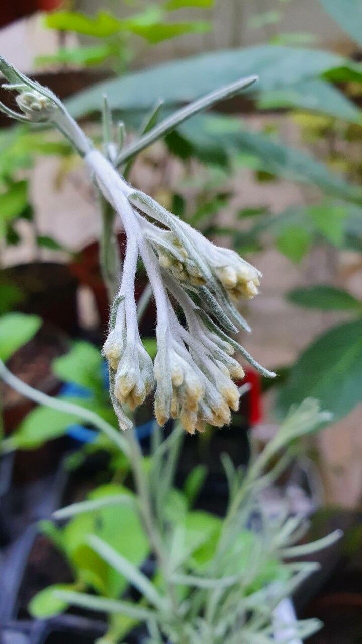 Helichrysum fontanesii flower