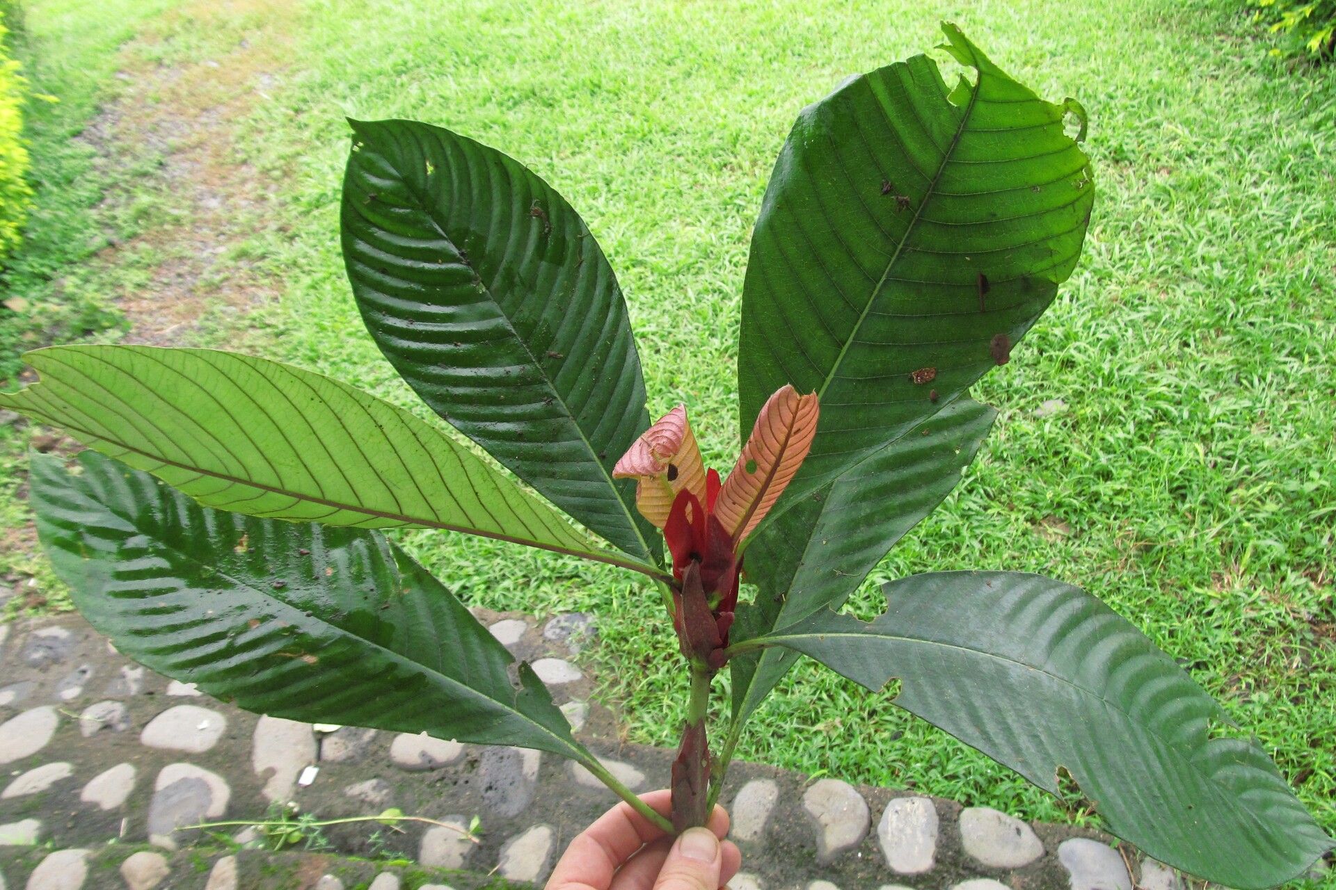 Sabicea gigantostipula leaf