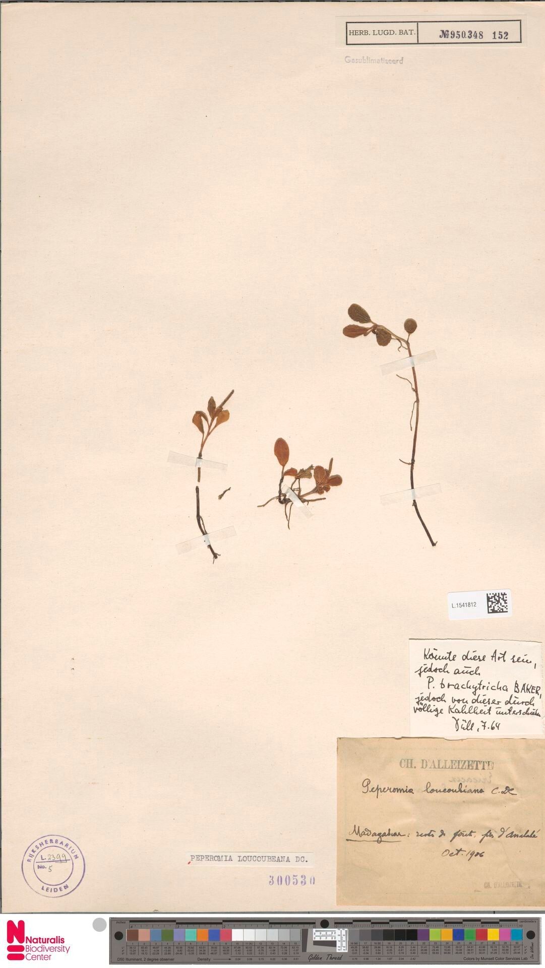 Peperomia loucoubeana — houseplant care guide