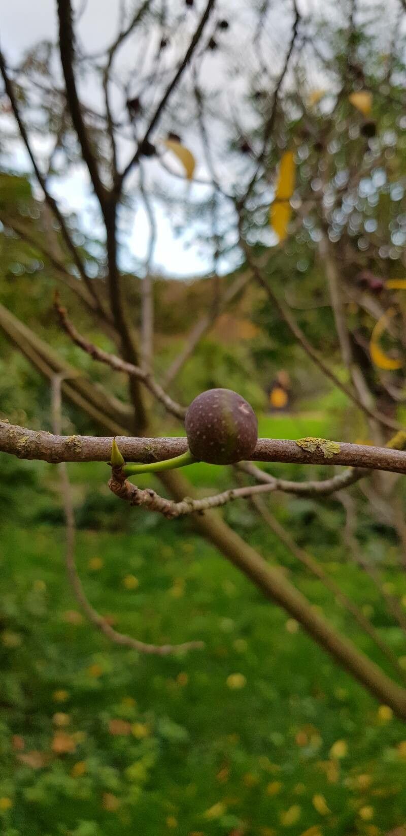 Ficus erecta fruit