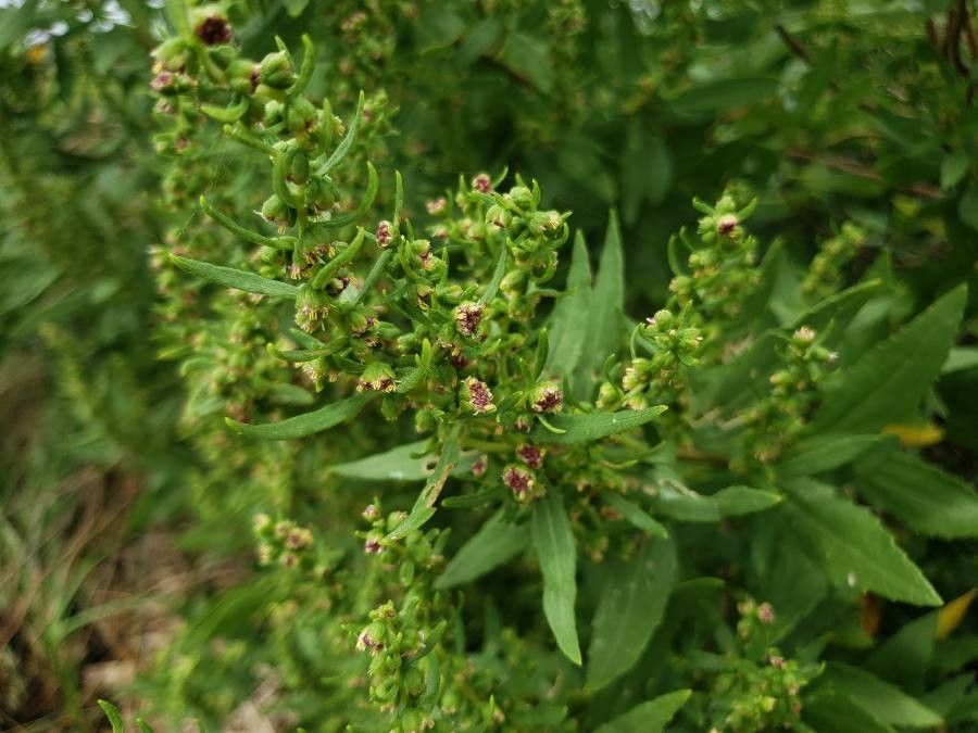 Iva frutescens flower