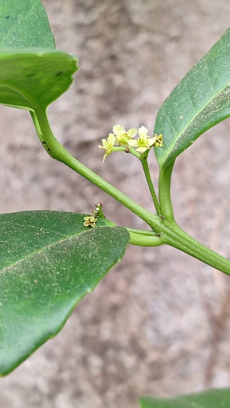 Elaeodendron papillosum flower