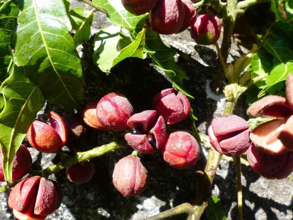 Elattostachys incisa flower