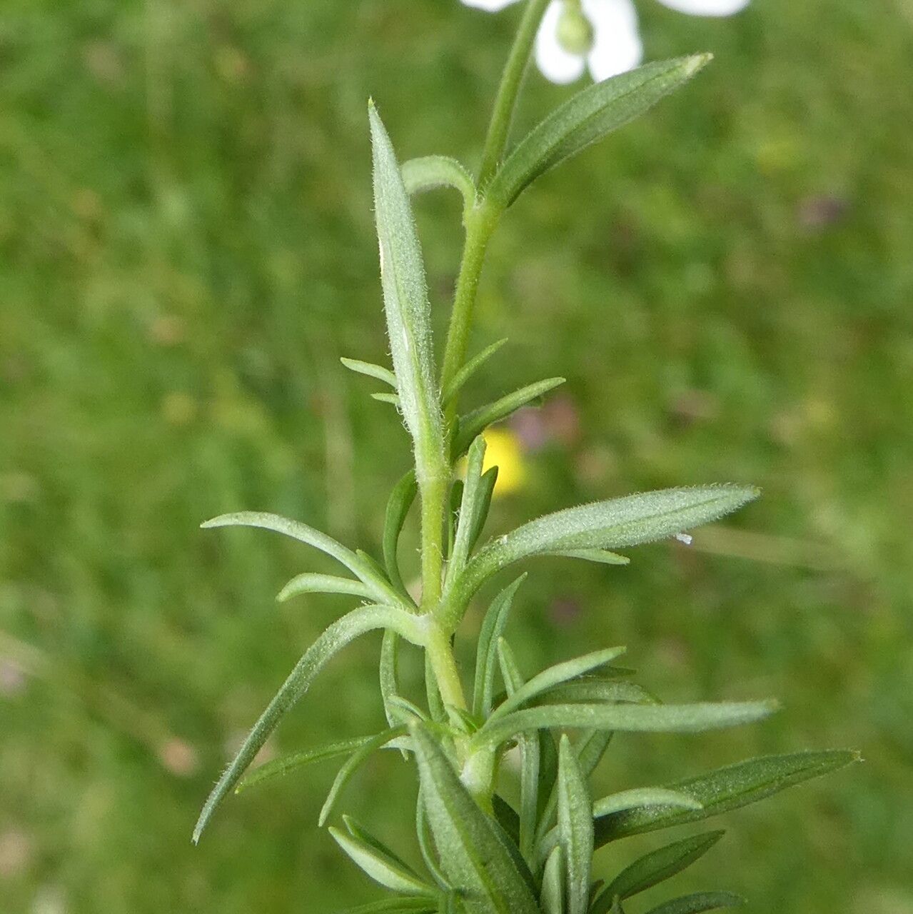 Cerastium arvense bark