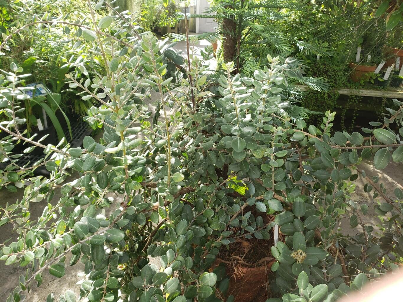 Metrosideros kermadecensis habit