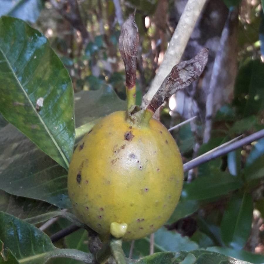 Gardenia oudiepe fruit