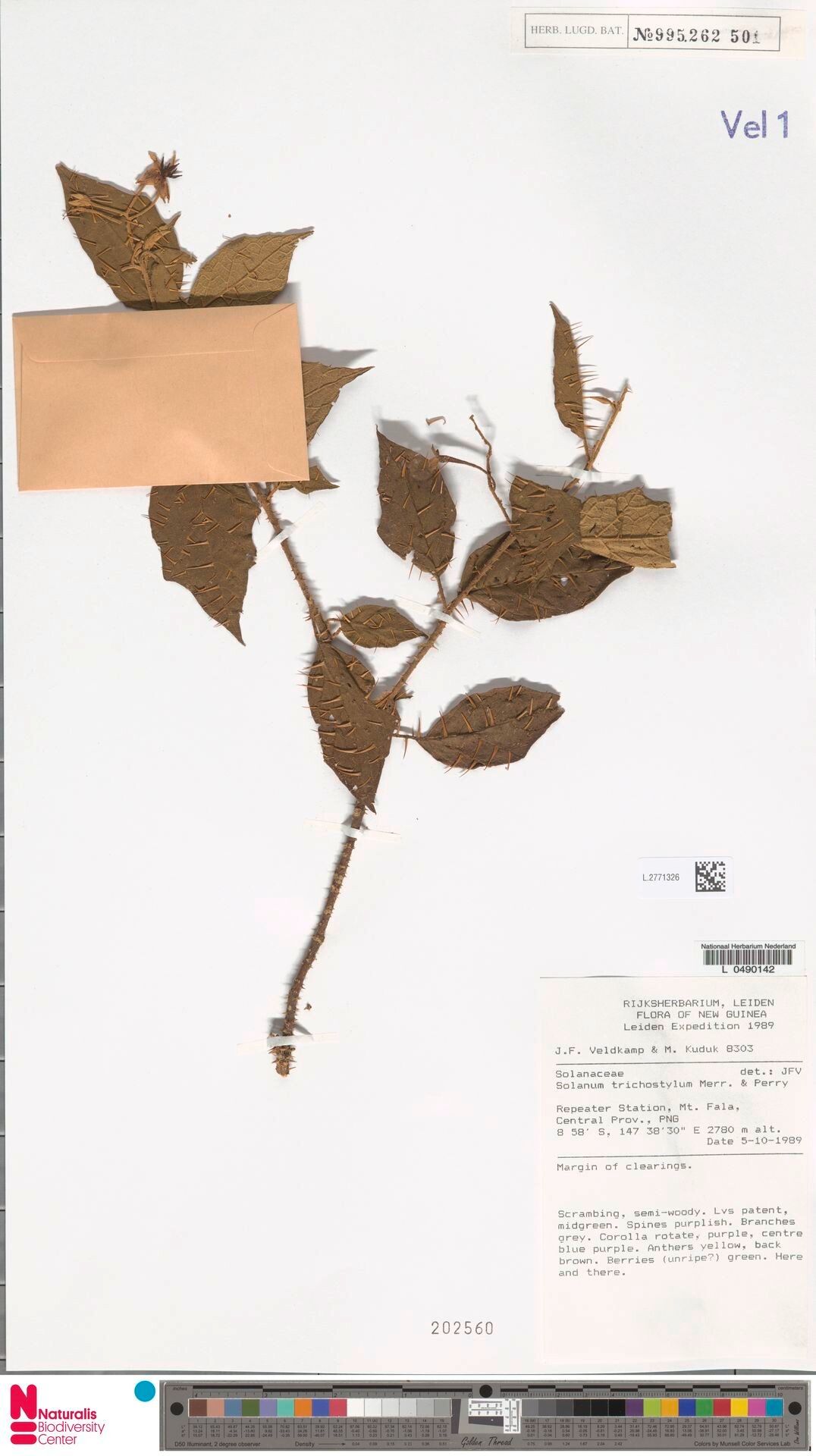 Solanum invictum — houseplant care guide