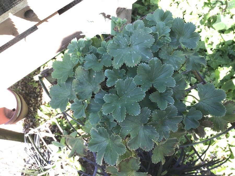 Alchemilla erythropoda — search result for 'Alchemilla'