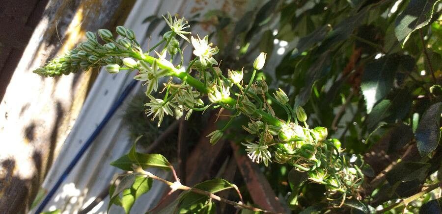 Stellarioides longebracteata flower