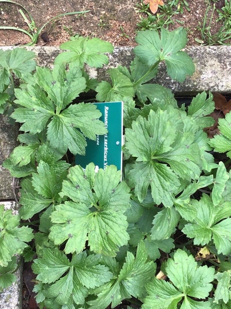 Ranunculus serbicus leaf