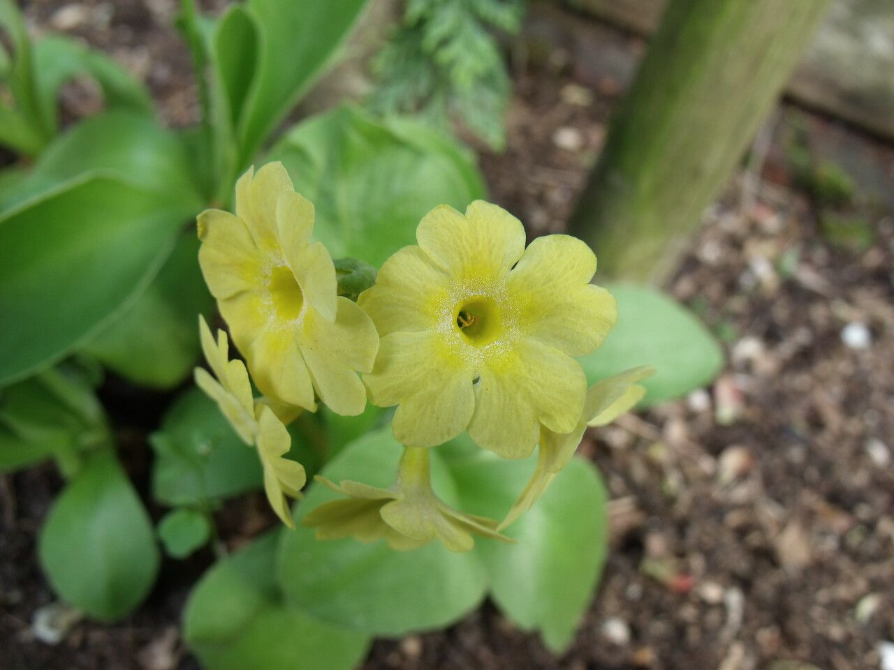 Primula auricula flower