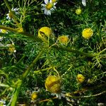 Tripleurospermum inodorum