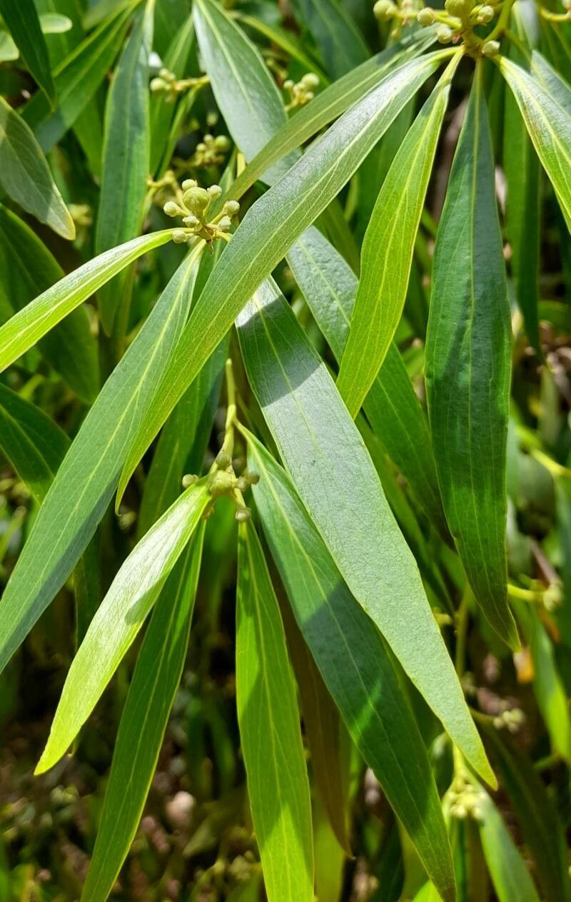 Quillaja brasiliensis