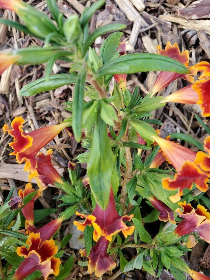 Diplacus aurantiacus — related species from the same genus