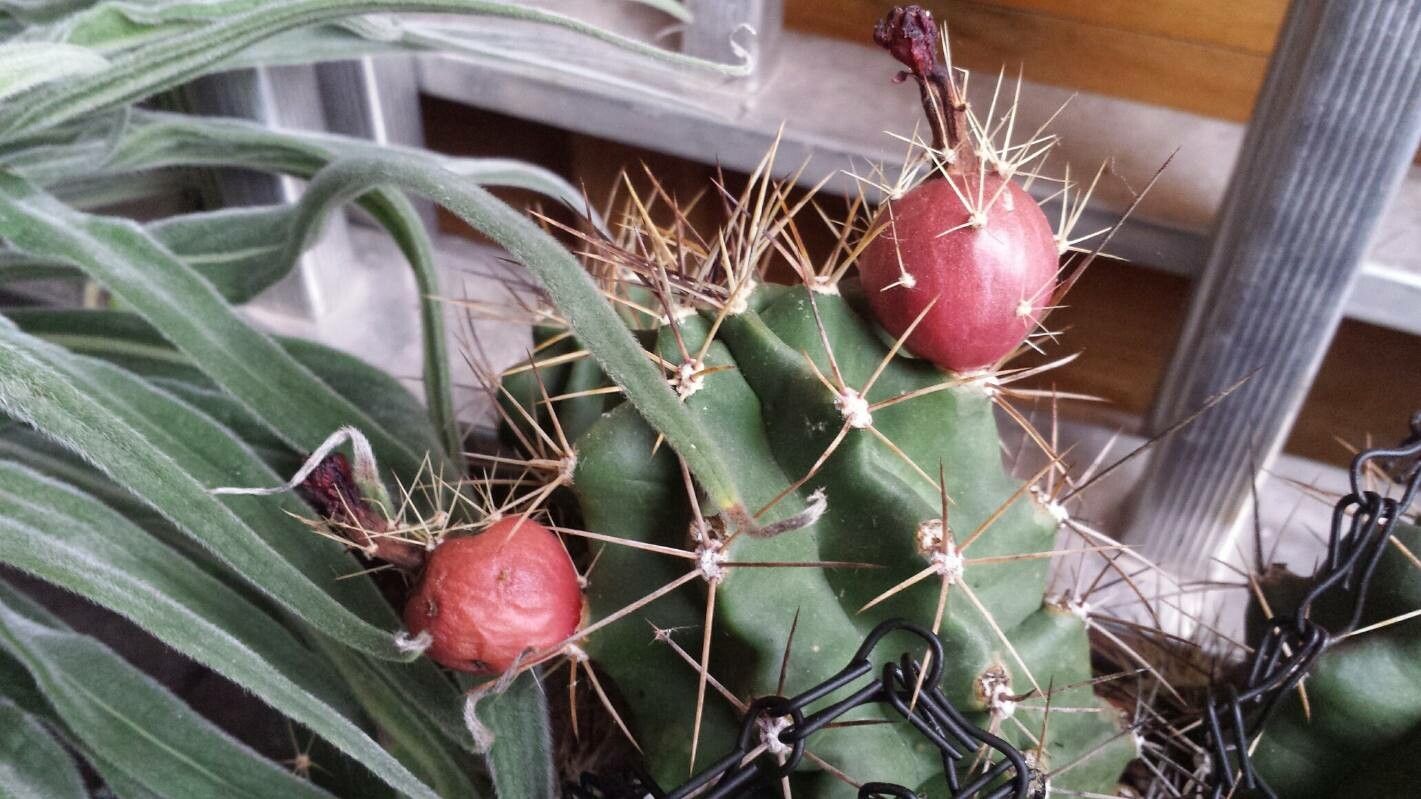 Echinocereus triglochidiatus fruit