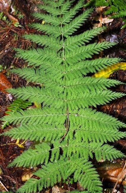 Leptopteris hymenophylloides habit