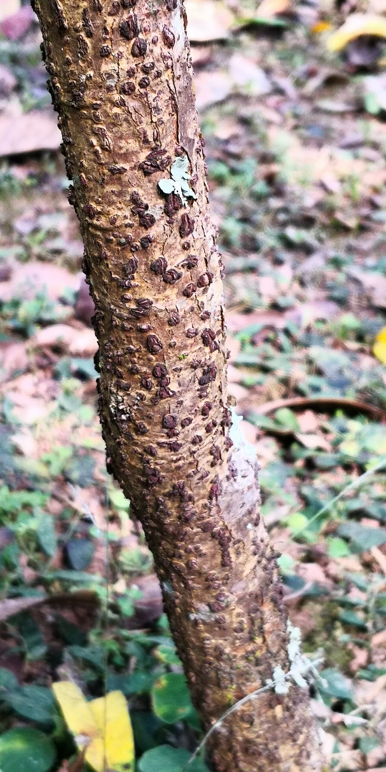 Ficus cornelisiana bark