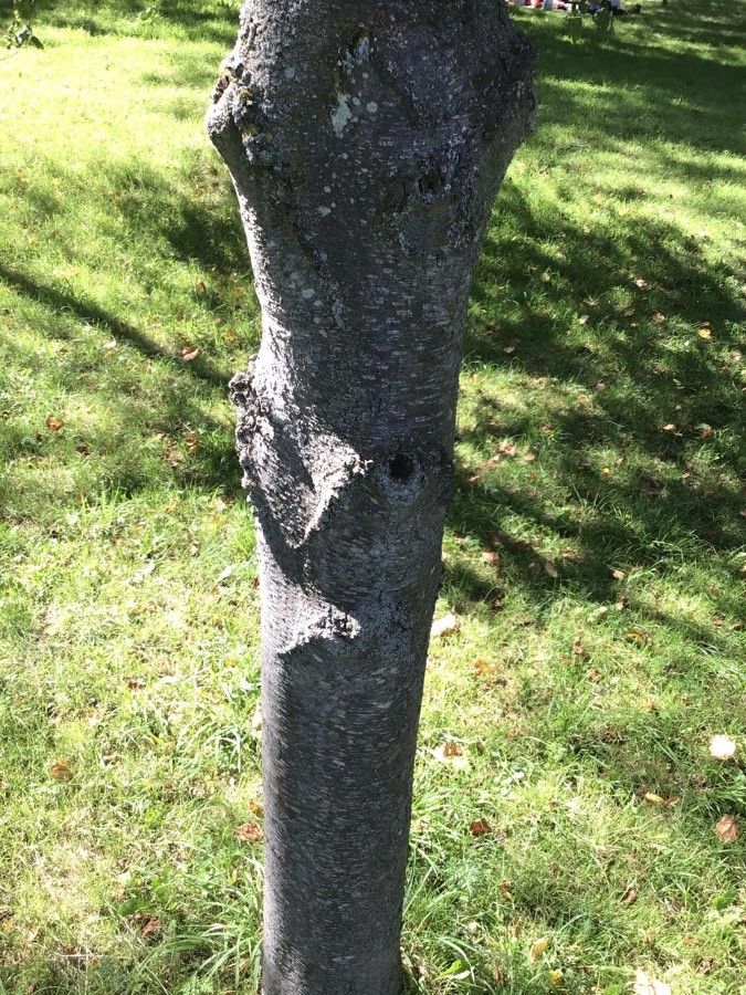 Betula schmidtii bark