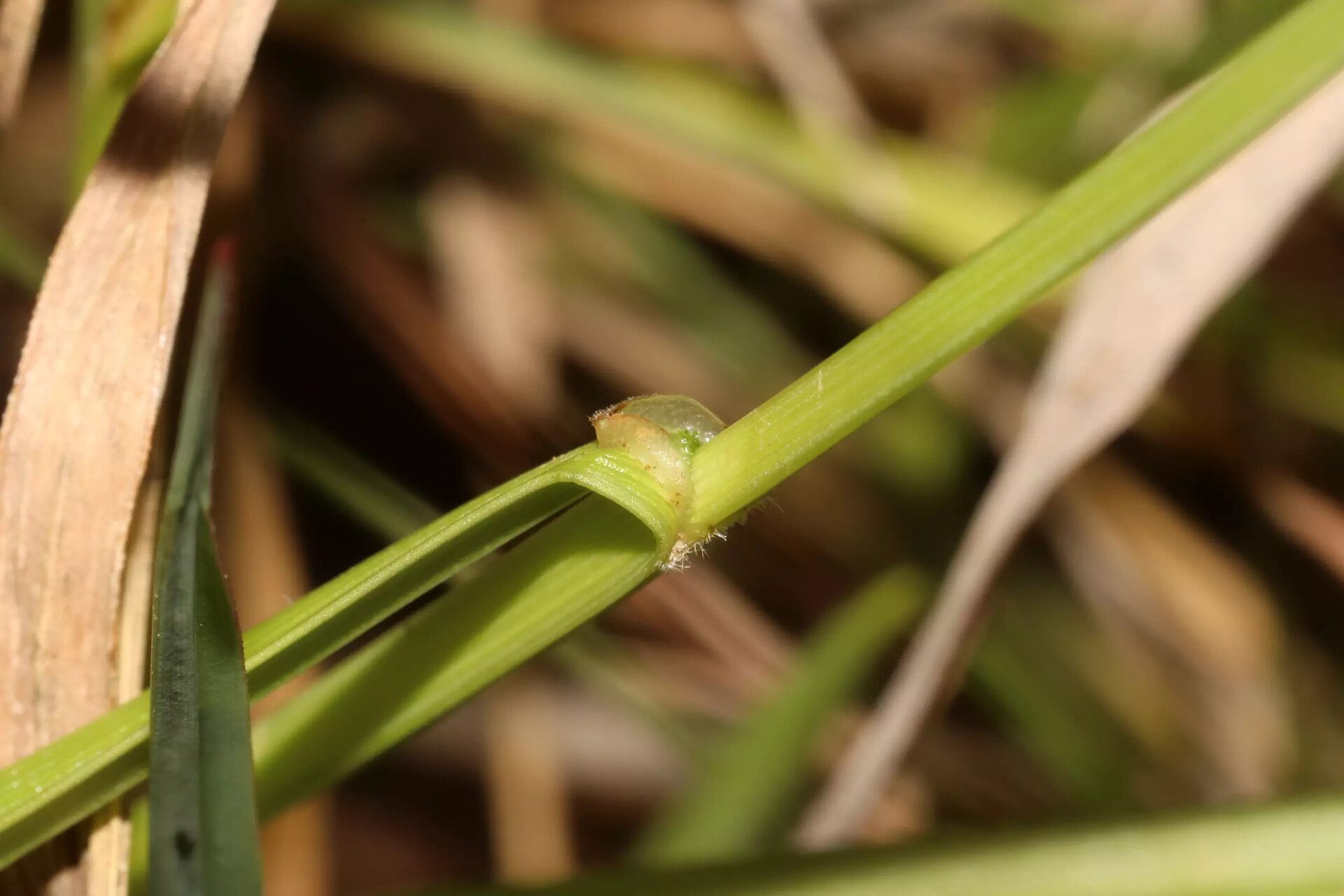 Fuirena pubescens — houseplant care guide