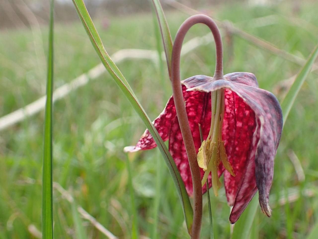 Fritillaria meleagris fruit
