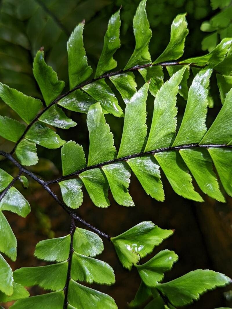 Adiantum tetraphyllum leaf