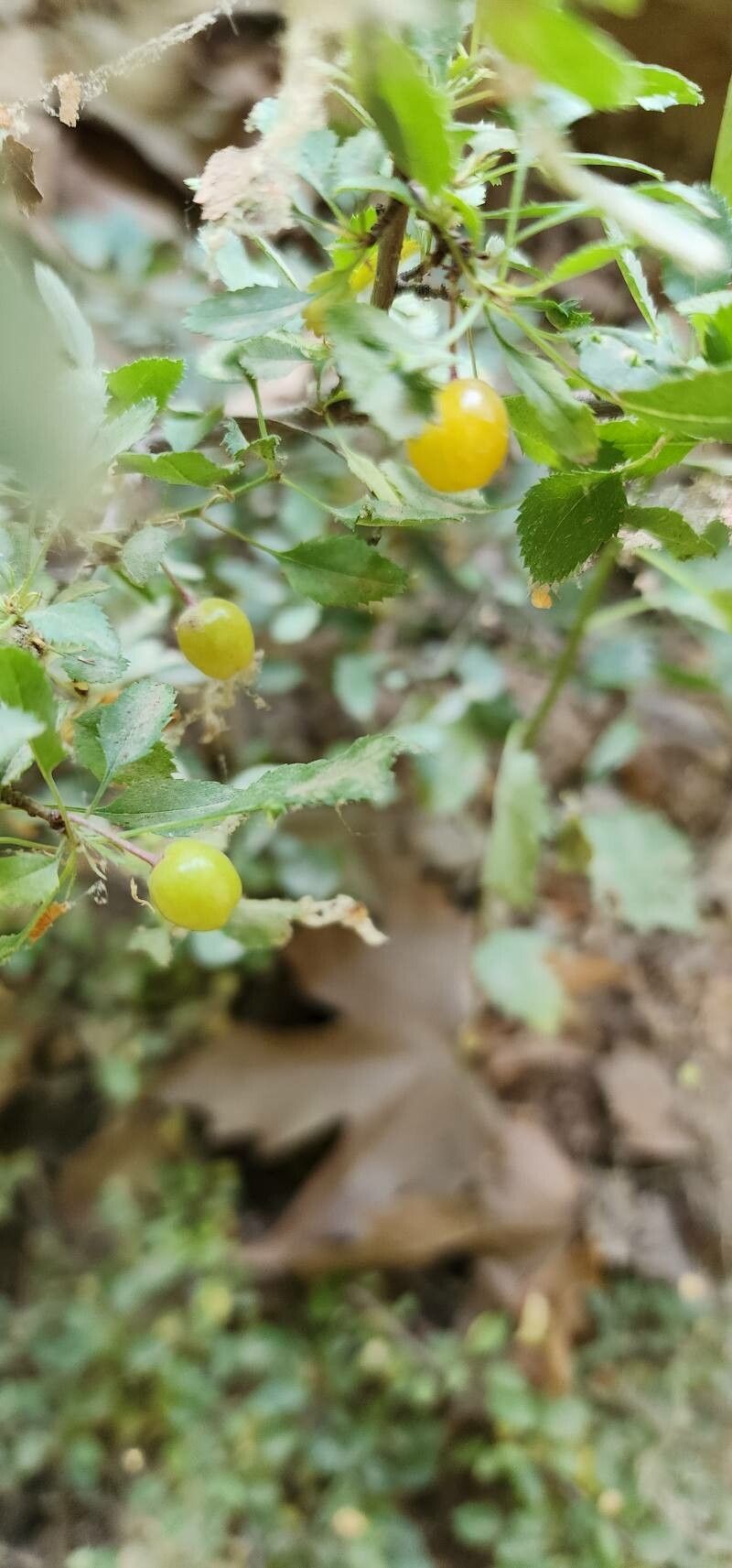 Prunus microcarpa fruit