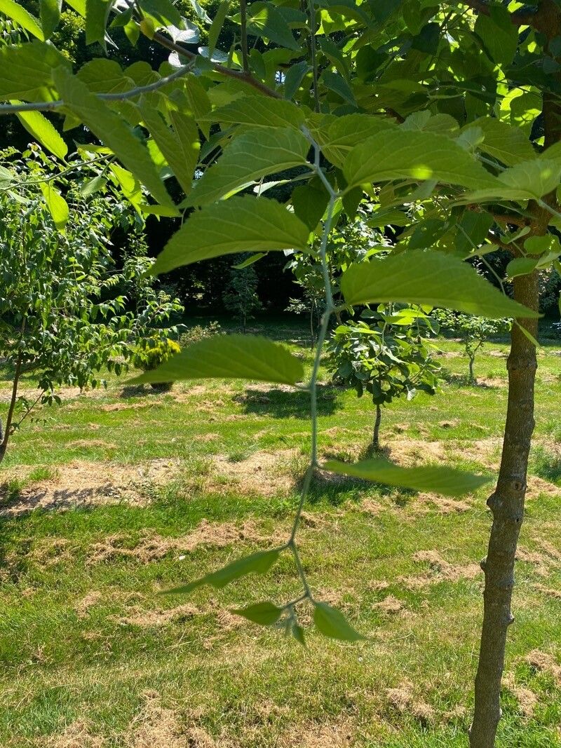 Celtis biondii — search result for 'Celtis'