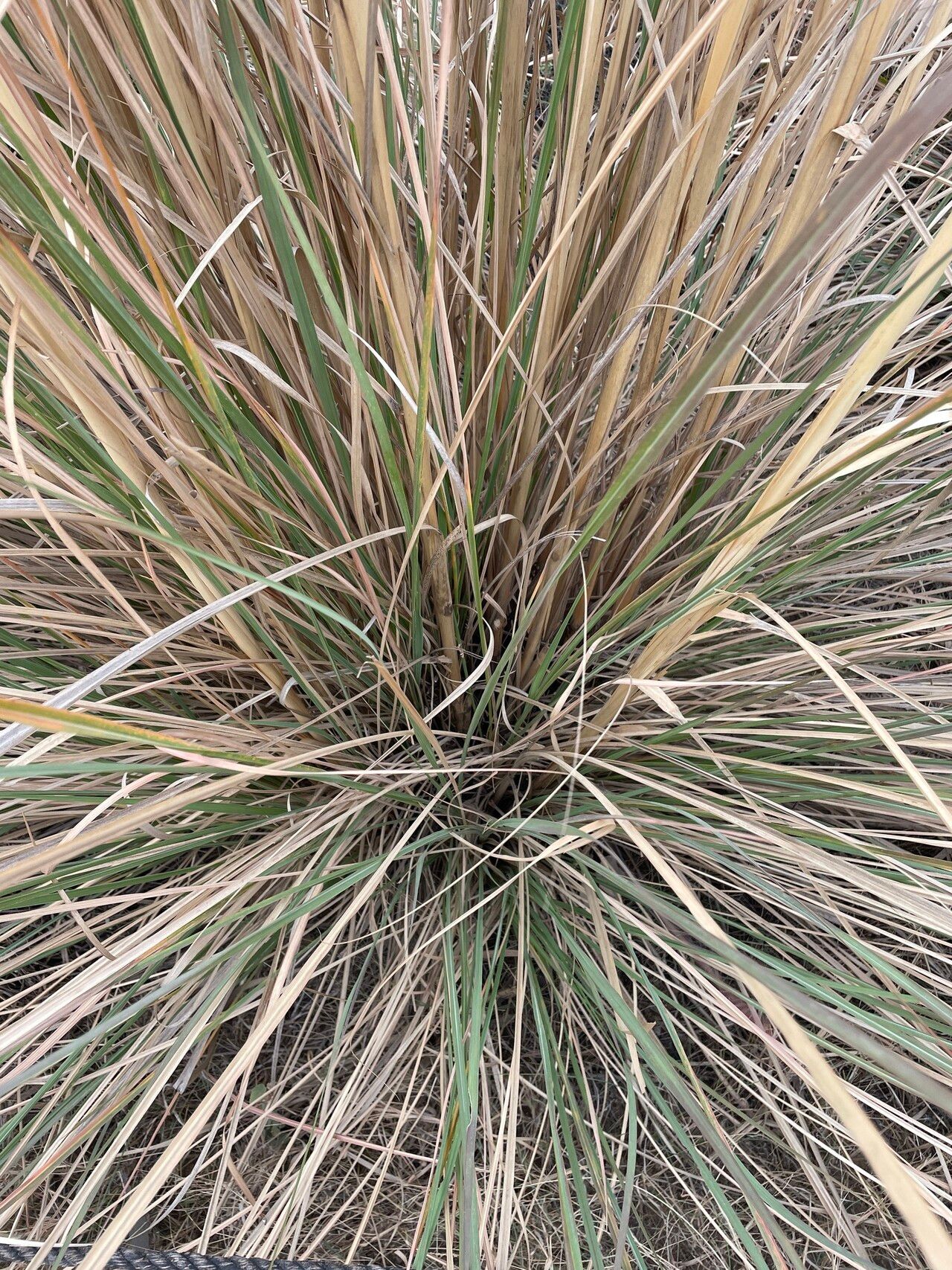 Tripidium bengalense — related species from the same genus