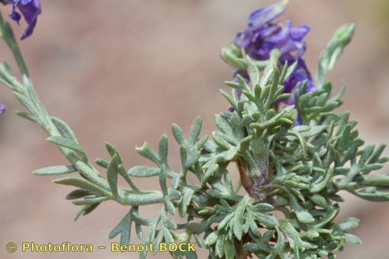 Delphinium balansae other
