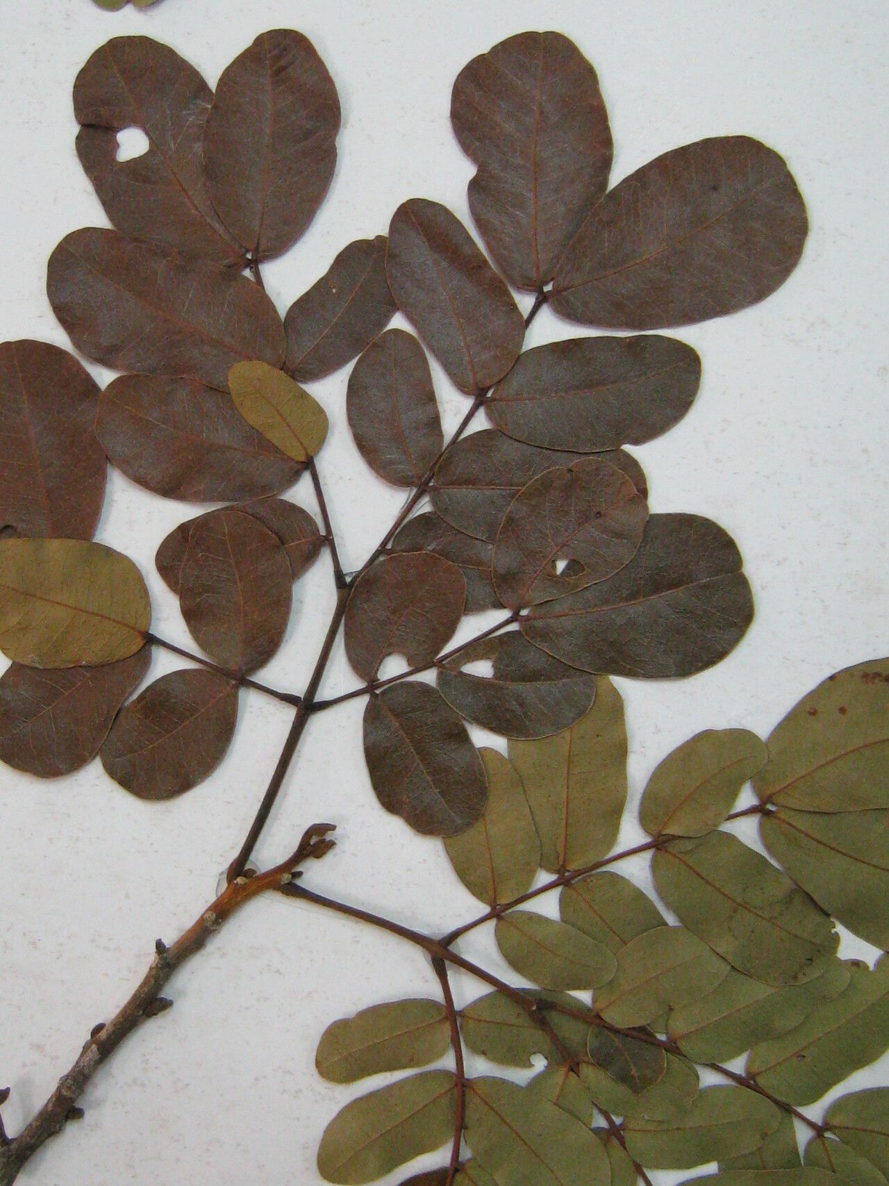 Jupunba gallorum — houseplant care guide