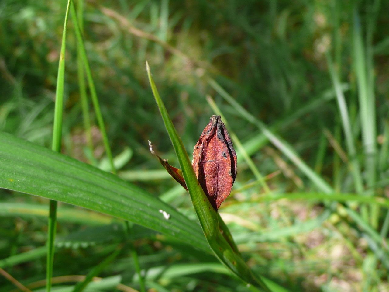 Iris graminea fruit