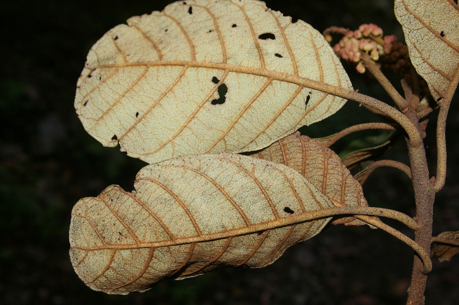 Clethra consimilis leaf