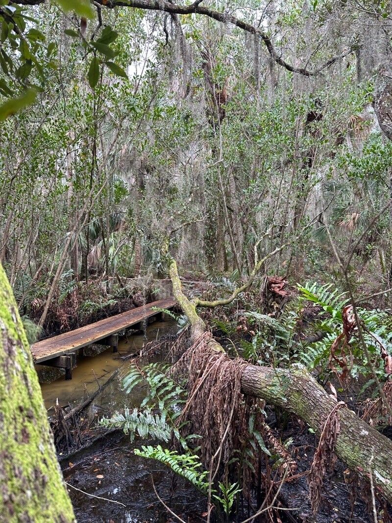 Acrostichum danaeifolium bark