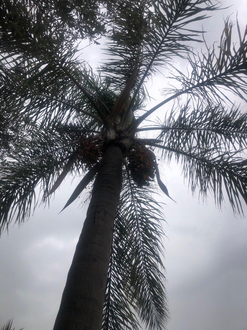 Syagrus romanzoffiana leaf