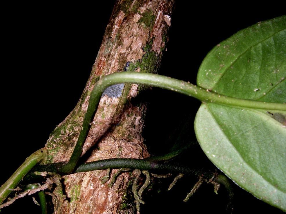 Anthurium flexile bark