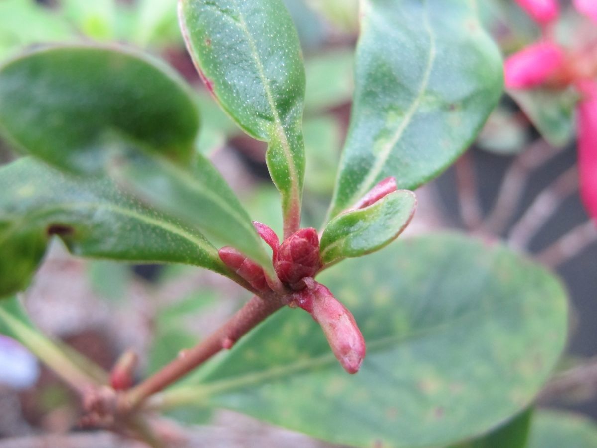 Rhododendron celebicum bark