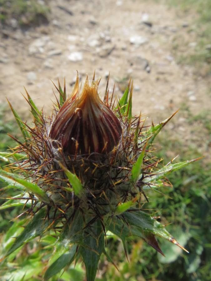 Carlina vulgaris fruit