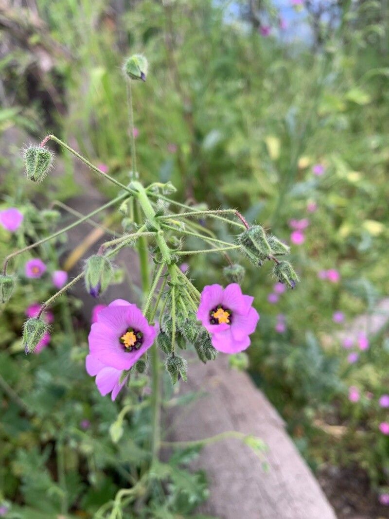 Eremalche rotundifolia flower