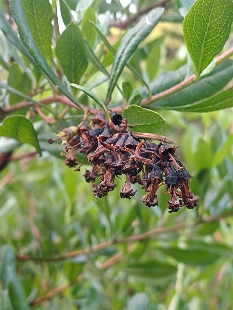 Escallonia illinita fruit