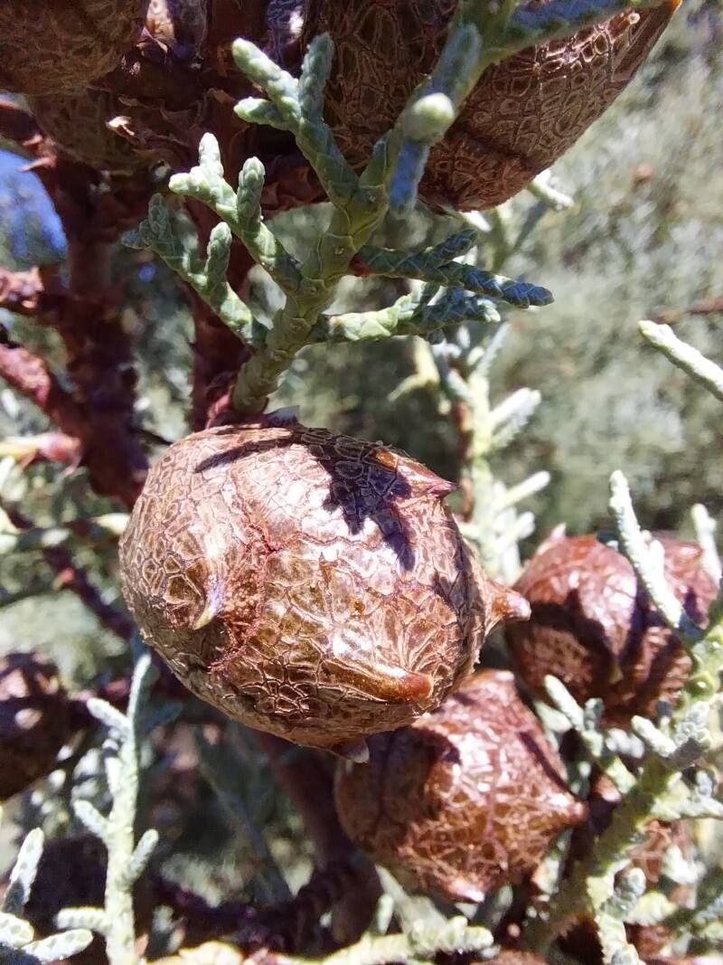 Hesperocyparis stephensonii fruit
