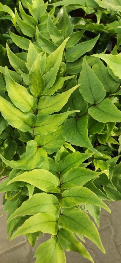 Tectaria pedata leaf