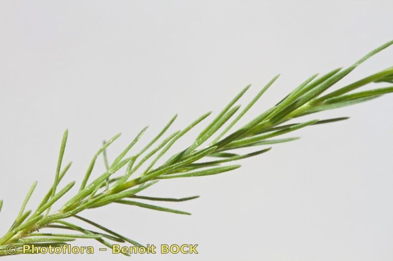 Linum setaceum — search result for 'Linum'