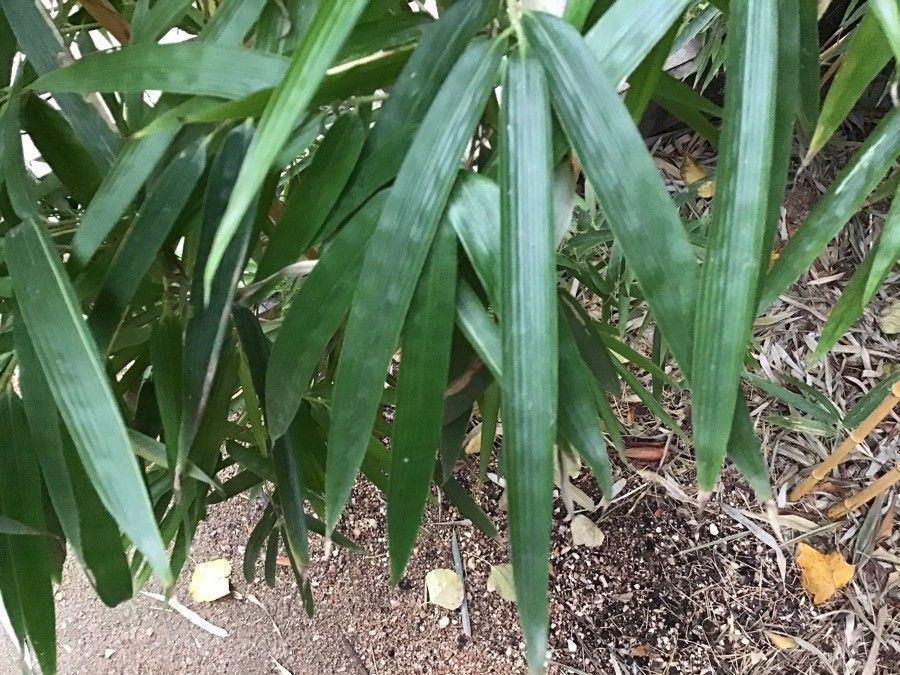 Phyllostachys viridiglaucescens — search result for 'Phyllostachys'