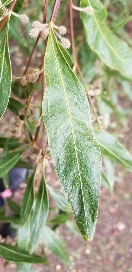 Acacia leprosa — search result for 'Southern New South Wales'