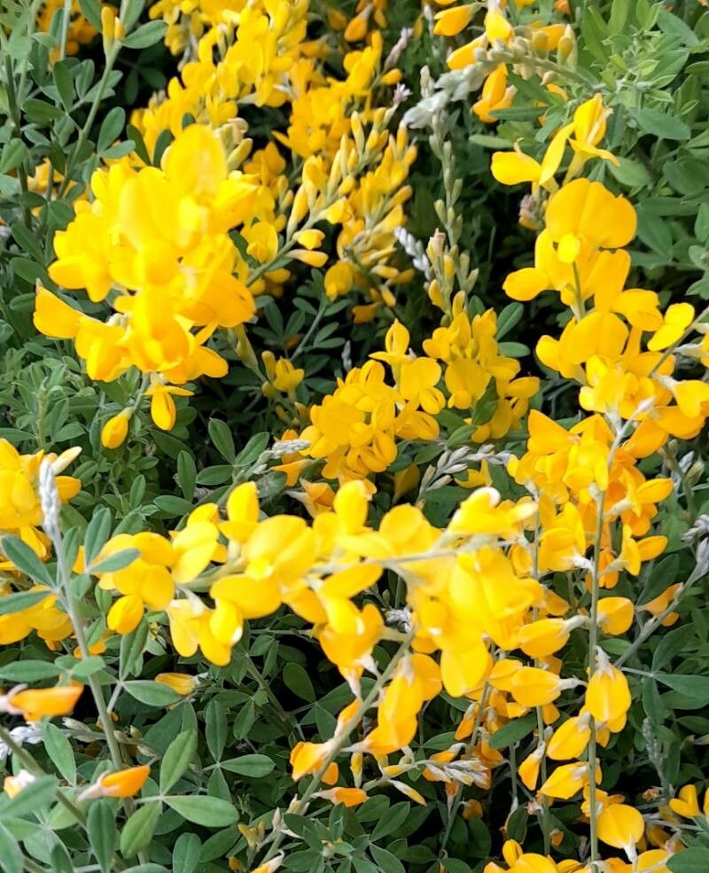 Genista canariensis flower